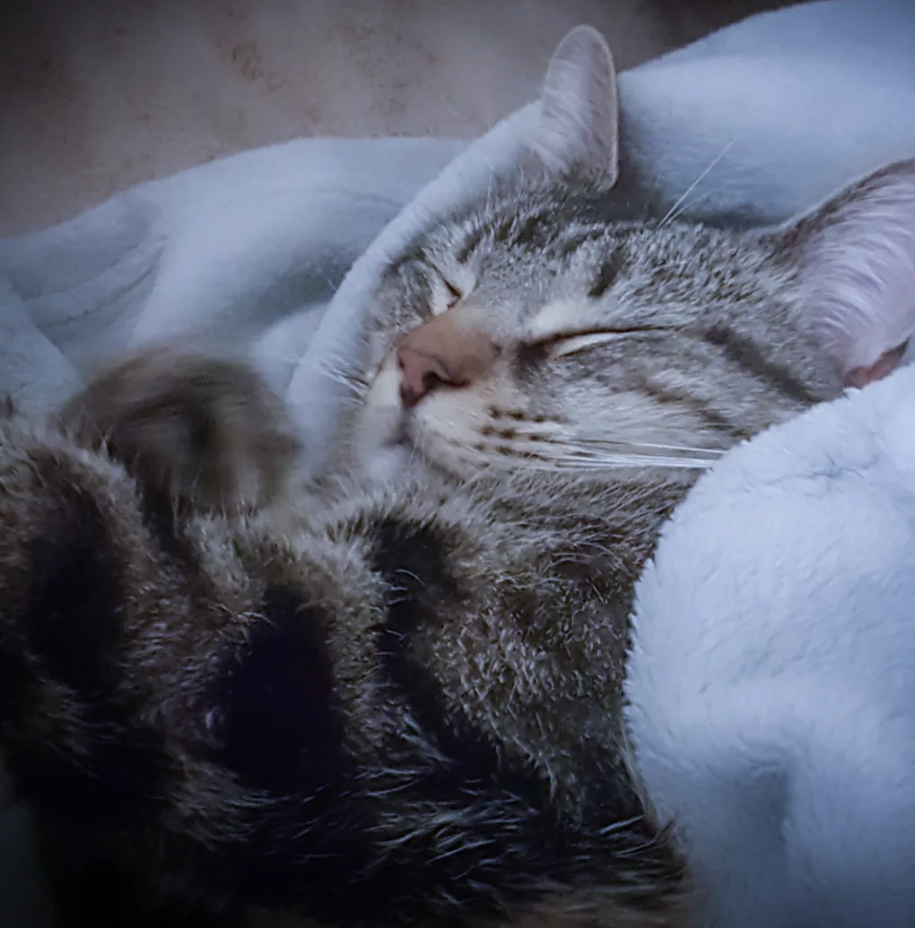 Chat qui dort !